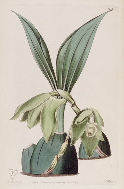 Illustration von Ida ciliata (als syn. Maxillaria ciliata) von M. Hart